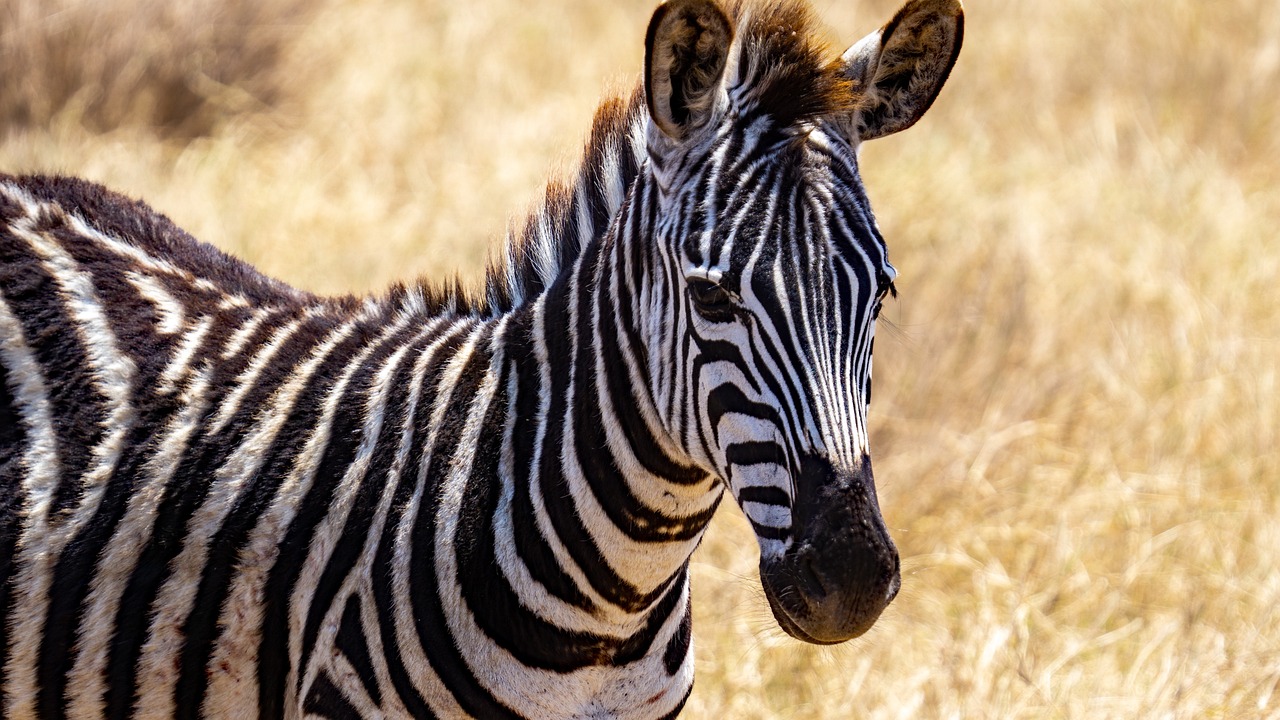The Role of Conservation Education in Fostering a Love for Wildlife